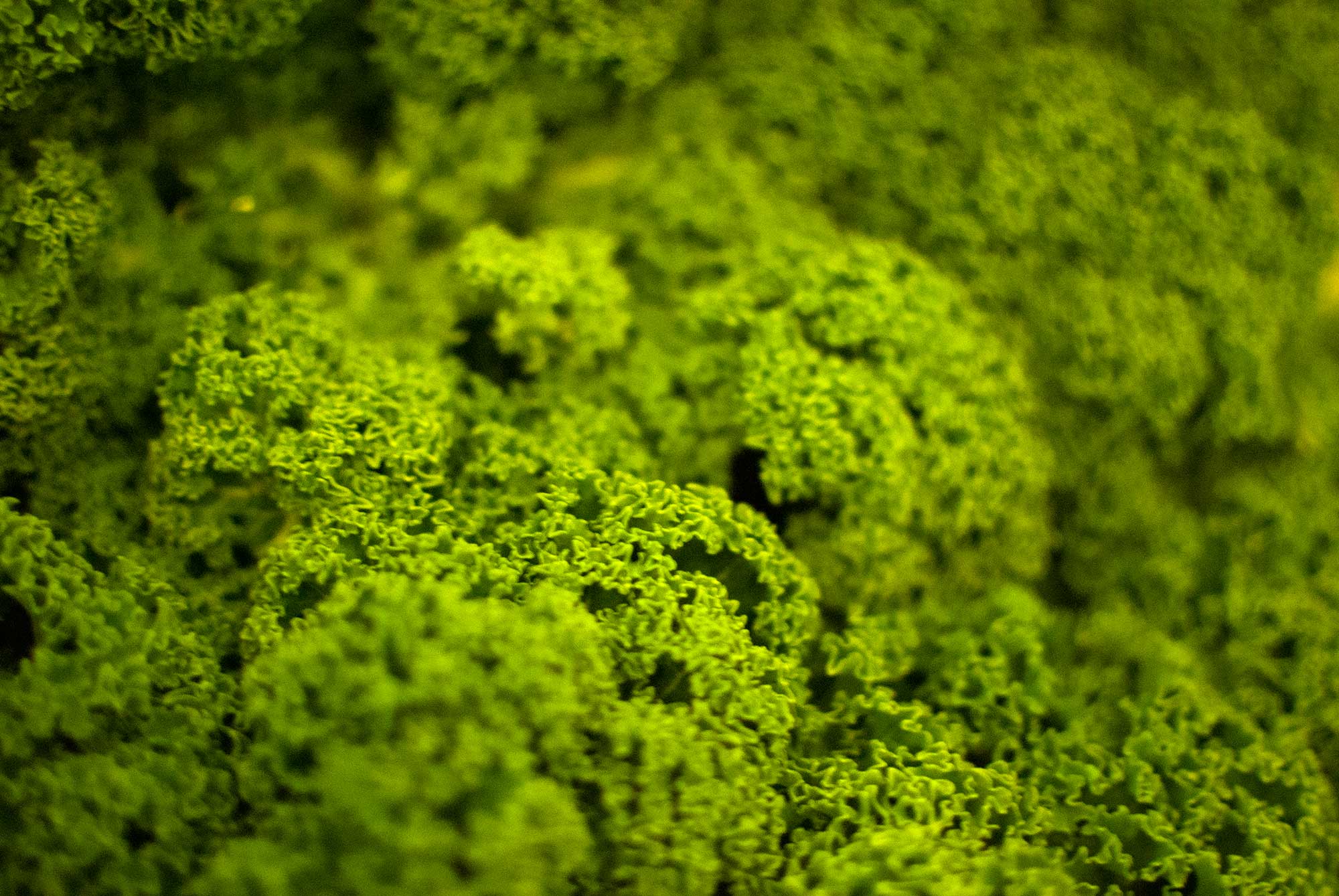 green leafy veg